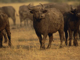 A Herd of African Buffalo Photographic Print