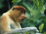 A Proboscis Monkey Munches on Leaves Photographic Print by Tim Laman