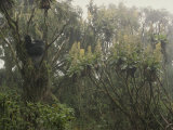 Gorille à dos argenté dans un arbre couvert de mousse de la forêt tropicale du Rwanda Photographie par Michael Nichols
