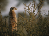 A Meerkat (Suricata Suricatta) Stands Alert, Wary of Any Predators Fotografická reprodukce A Meerkat (Suricata Suricatta) Stands Alert, Wary of Any Predators Fotografická reprodukce