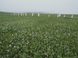 Cemetery on Herschel Island, Yukon Expedition, Firth River Photographic Print