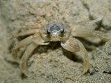 Ghost Crab Found on Beaches Along the East Coast Photographic Print