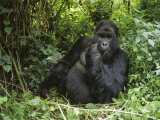 A Portrait of a Mountain Gorilla in the Forest of Zaire Photographic Print by Tim Laman