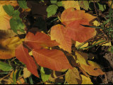 Poison Ivy Leaves Take on Fall Color in the Woods of Massachusetts Photographic Print