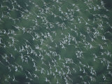 A Flock of Western Sandpipers in Flight Photographic Print