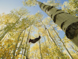 Woman in Hammock in Aspen Trees Photographic Print by Dugald Bremner Studio