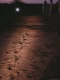 Fossilized Tracks Left by Primates 3.6 Million Years Ago Photographic Print by Kenneth Garrett