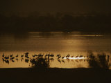 Sandhill Cranes in a Lake are Silhouetted against the Shallow Water Photographic Print by Bates Littlehales