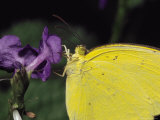 Close View of a Common Grass-Yellow Butterfly on a Purple Flower Photographic Print by Tim Laman