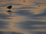 A Sandpiper, Perched on One Leg, Silhouetted on Sandflats at Twilight Photographic Print