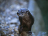 Close View of a River Otter Photographic Print by Joel Sartore