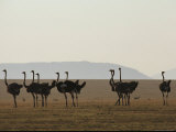 A Flock of Ostriches on the Plains of Serengeti National Park Photographic Print by Medford Taylor