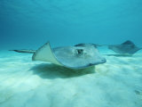 A Pair of Southern Stingrays Swim over Ocean Floor Fotografie-Druck von Raul Touzon