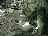 Captive Snow Leopard (Panthera Uncia) Photographic Print