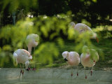 Chilean Flamingos on the Edge of a Pool in the Folsom Childrens Zoo Photographic Print by Joel Sartore