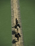 A Tibetan Packer and His Horses Cross a Wooden Footbridge Photographie