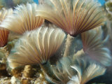 A Close View of Tubeworms with Their Food-Filtering Tentacles Waving Photographic Print by Raul Touzon