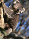 A portrait of a koala Lámina fotográfica A portrait of a koala Lámina fotográfica