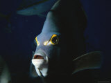 A Close View of the Face of an Angelfish Photographic Print