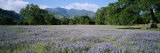 A Meadow Filled with Blooming Lupines, Bordered by Oaks and Mountains Photographic Print