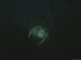 A Manatee Swims Through Dark Waters Photographie par Raul Touzon