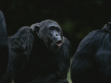 Frodo Hoots after Hearing Other Chimps Across the Valley Photographic Print by Michael Nichols