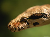A Close View of a Red-Tailed Boa Constrictor Photographic Print