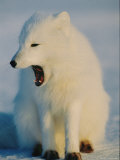 An Arctic Fox Yawns Photographic Print