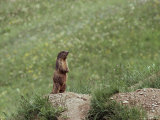 Marmot Standing on Rock Photographic Print by Norbert Rosing