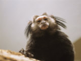 A Black Tufted-Ear Marmoset, Callithrix Penicillata Photographic Print