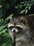 A Captive Raccoon Relaxes on a Rock Surrounded by Lush Foliage Photographic Print by Norbert Rosing