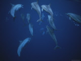 School of bottlenose dolphins Lámina fotográfica