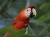 Close View of a Scarlet Macaw in Profile Photographic Print