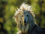A Portrait of an Afghan Hound Dog Photographic Print