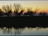 Trees Draped in Spanish Moss Silhouetted against Twilight Sky Photographic Print by Medford Taylor