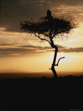 An African White-Backed Vulture Silhouetted Atop a Tree at Sunset Photographic Print