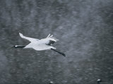 Red Crowned Crane (Grus Japonensis) in Flight, Hokkaido, Japan Photographic Print