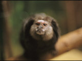A Black Tufted Ear Marmoset, Callithrix Penicillata Photographic Print