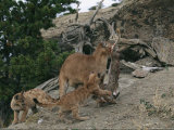 A Mother Mountain Lion Brings a Freshly-Killed Rabbit to Her Cubs Photographic Print