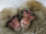 A Pair of Japanese Macaques, or Snow Monkeys, Cuddle Together Photographic Print