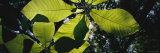 Big Leaf Magnolia Trees are Viewed from Underneath Photographic Print by Stephen Alvarez