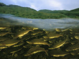 Close View of Pink Salmon Swimming Upstream to Spawn Photographic Print