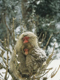 Japanese Macaques (Macaca Fuscata), Mother and Baby, Jigokudani, Japan Photographic Print