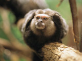 A Black Tufted Ear Marmoset Clings to a Tree Branch Photographic Print
