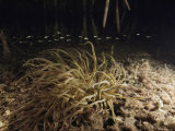 Juvenile fish swim past a sea anemone in a mangrove swamp Lámina fotográfica Juvenile fish swim past a sea anemone in a mangrove swamp Lámina fotográfica