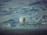 Arctic Fox Hunting Near Prudhoe Bay, Alaska Photographic Print