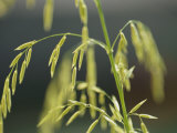 Close View of Endangered Texas Wild Rice Photographic Print by Joel Sartore