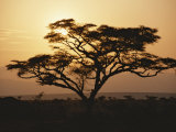 Sunset through a silhouetted acacia tree Lámina fotográfica Sunset through a silhouetted acacia tree Lámina fotográfica