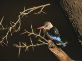 A Gray-Headed Kingfisher Perched on a Tree Branch Photographie par Roy Toft