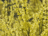 Spring Flowers, Forsythia, Mid-April, Massachusetts Photographic Print